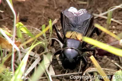 La communication chez le Grillon - Introduction - 3mn 23s